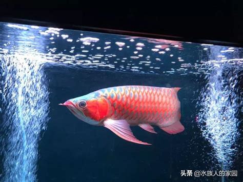 紅龍魚壽命 菲可平